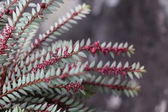 Phyllanthus singampattianus